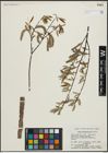 Foto von Salix arbusculoides Andersson